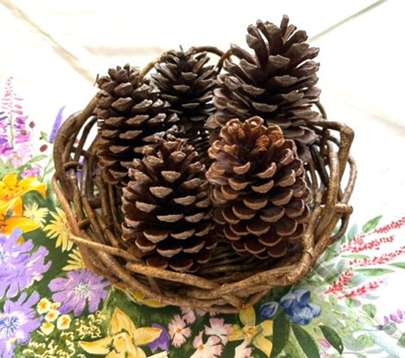 自然資材 松ぼっくり特大5ケと中松ぼっくり1箱（写真参照） その他素材