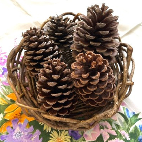 自然資材 松ぼっくり特大5ケと中松ぼっくり1箱（写真参照） その他素材