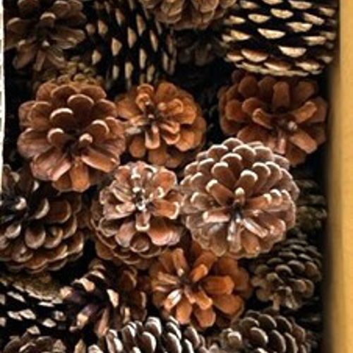 自然資材 松ぼっくり特大5ケと中松ぼっくり1箱（写真参照） その他素材