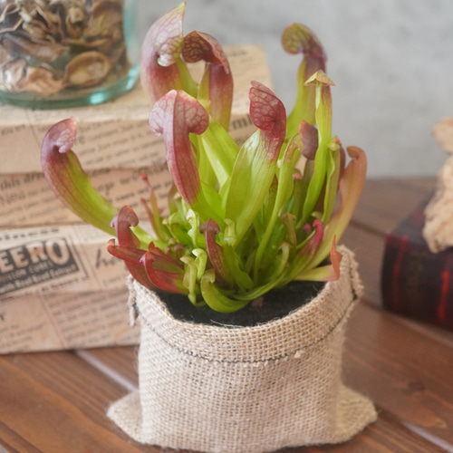 く*い様 食虫植物　サラセニア　ももいろといき く*い様 食虫植物 サラセニア ももいろといき く*い様 食虫植物