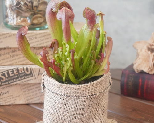 サラセニア・スワニアナ群生株◇食虫植物 ギフト アートフラワー 箱庭