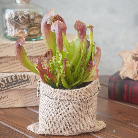 サラセニア・スワニアナ群生株◇食虫植物 ギフト アートフラワー 箱庭