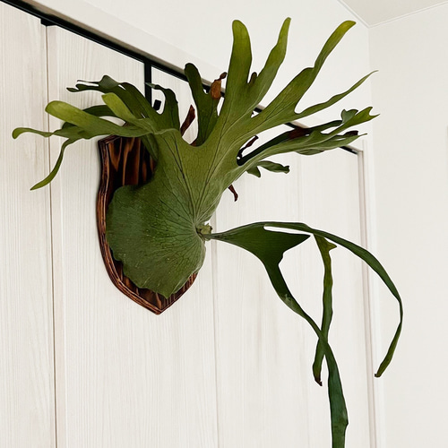 板付 森の王冠!大人気の大型種 ビカクシダ グランデ 観葉植物 板付 森の王冠!大人気の大型種 ビカクシダ グランデ 観葉植物
