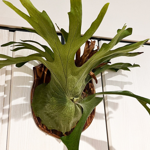 板付 森の王冠！大人気の大型種 ビカクシダ グランデ 観葉植物 室内