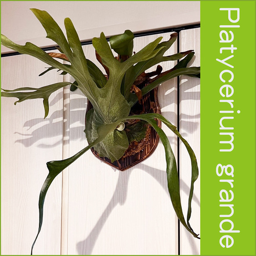 板付 森の王冠！大人気の大型種 ビカクシダ グランデ 観葉植物 室内