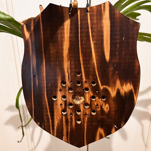 板付 森の王冠！大人気の大型種 ビカクシダ グランデ 観葉植物 室内