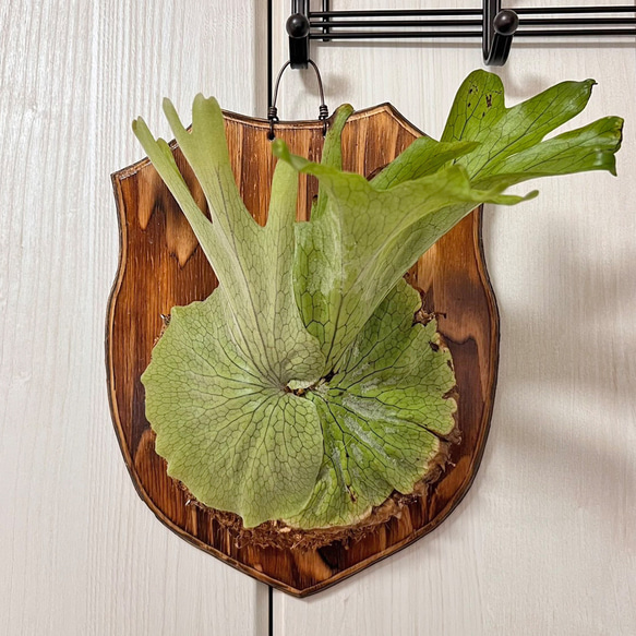 板付 森の王冠！大人気の大型種 ビカクシダ グランデ 【観葉植物 室内