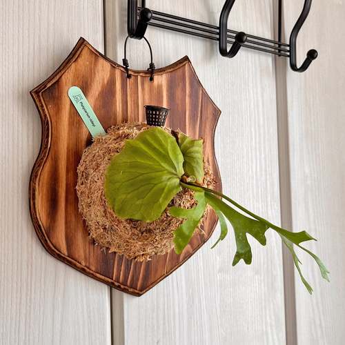 ビカクシダ リドレイ　板付③ 板付ビカクシダ（リドレイ）