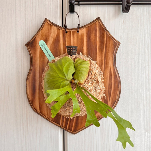 コウモリラン　ビカクシダ　リドレイ　木製ボード付き ビカクシダ リドレイ 板付 観葉植物 室内 コウモリラン インテリア