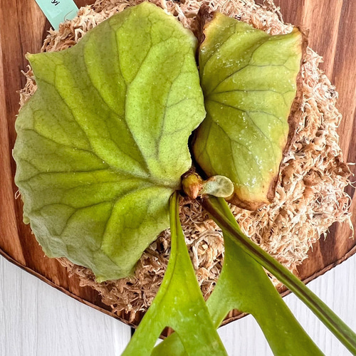 P.White Gizmo ギズモ ビカクシダ 子株(PLATYCERIUM WHITE P.White Gizmo ギズモ ビカクシダ 子株(PLATYCERIUM WHITE