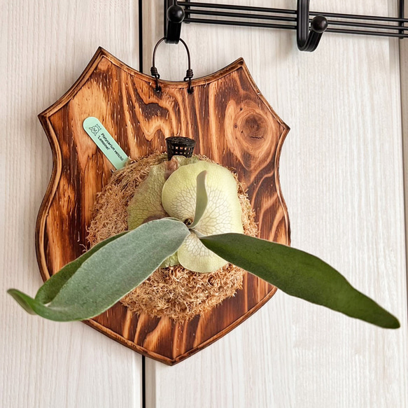レモイネイ P. veitchii 'Lemoinei' 子株 株分け品 ベイチー