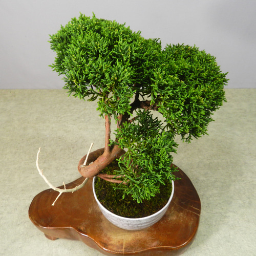 ☆ENGEI ichioki☆真柏・小品盆栽・20◇形良好な一品です◇ その他