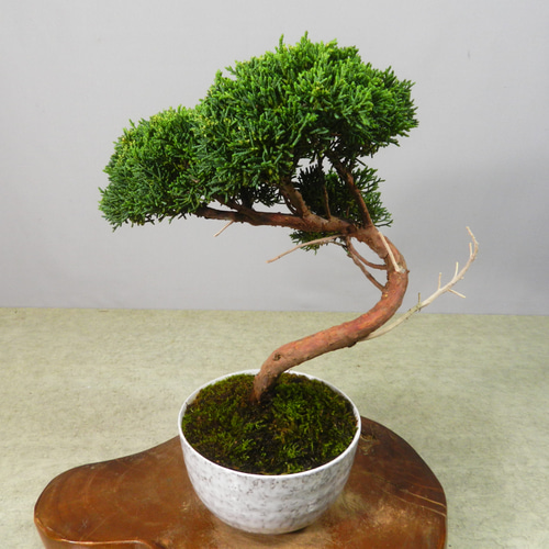 【一起園芸】真柏盆栽・01◆形良好・今後の成長が楽しみな一品です◆ k*o様 【一起園芸】真柏・小品盆栽02◇人気盆栽樹・形良好な一品です