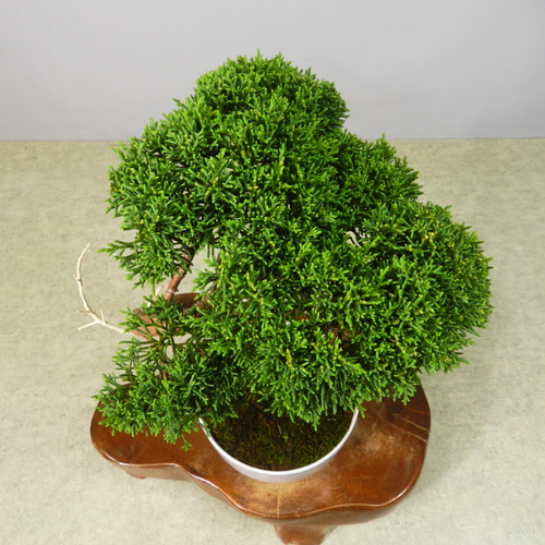 ☆ENGEI ichioki☆真柏・小品盆栽・20◇形良好な一品です◇ その他