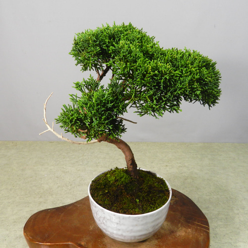 ☆ENGEI ichioki☆真柏・小品盆栽・20◇形良好な一品です◇ その他