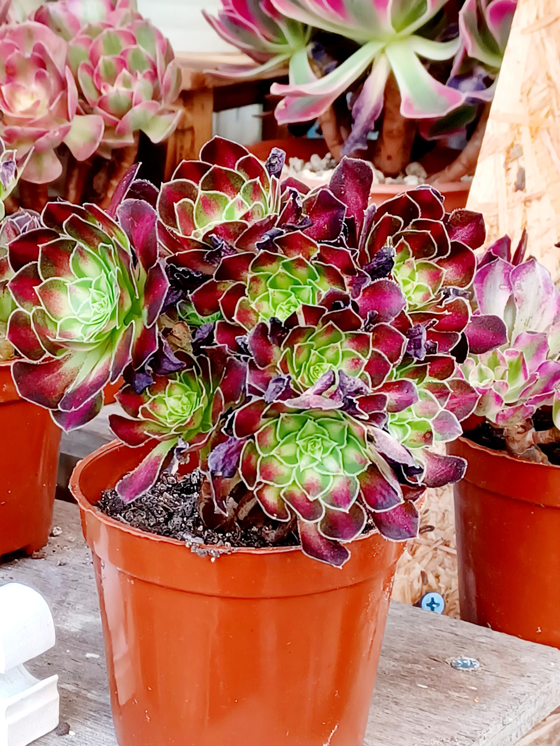 アエオニウム 10種♡お得セット④4日まで5%オフ