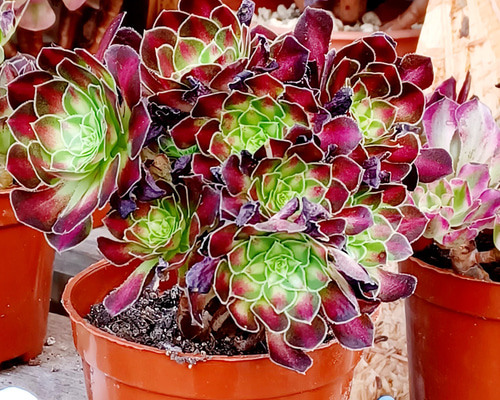72 #多肉植物❤️アエオニウム❤️ リトルフォックス❤️19頭9cm