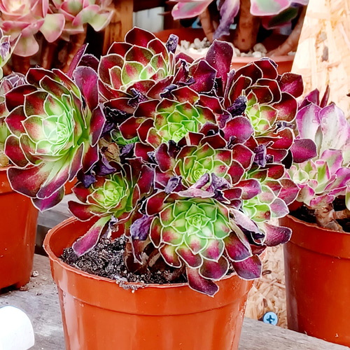 多肉植物 アエオニウム童顔 美苗 ブーケ花束 韓国苗 抜き苗 多肉植物