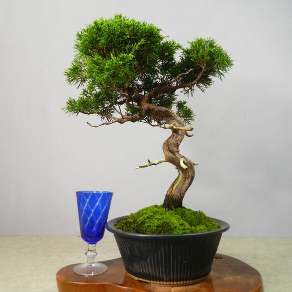 盆栽 中品 真柏 中品真柏盆栽 11-1