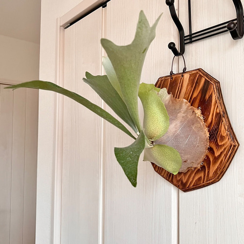 ビカクシダ ネザーランド 板付 観葉植物 壁掛け インテリア コウモリ