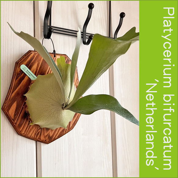 特大ビカクシダネザーランド板付 初心者おすすめ ビカクシダ