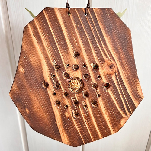 ビカクシダ ネザーランド 板付 観葉植物 壁掛け インテリア コウモリ