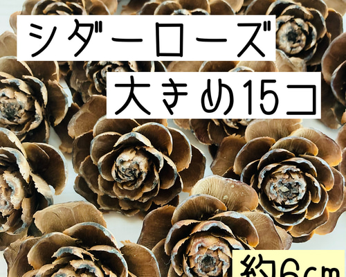 シダーローズ 大きめの物(ヒマラヤ杉の松ぼっくり)15個 サイズ 5㎝〜7