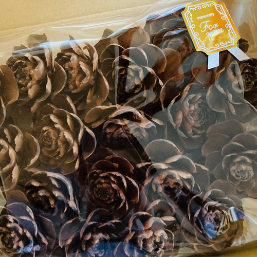 シダーローズ 大きめの物(ヒマラヤ杉の松ぼっくり)15個 サイズ 5㎝〜7