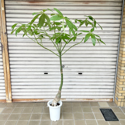 SOUJUオリーブ シプレッシーノ 太幹120cm 創樹 シンボルツリー