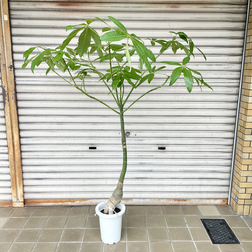 再入荷 大型サイズ 実生 パキラ その他インテリア雑貨 PLANTS SHOP
