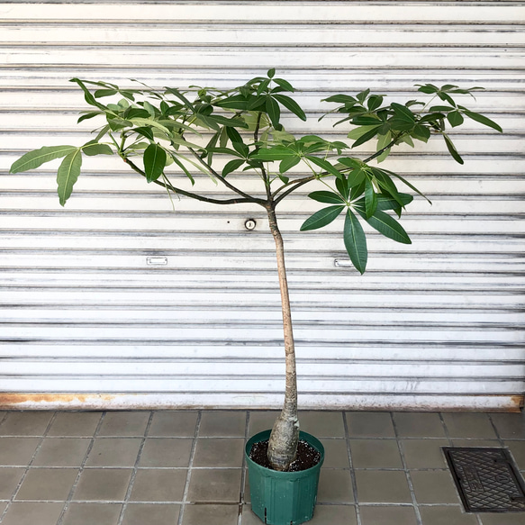 パラソル樹形 実生 パキラ その他インテリア雑貨 PLANTS SHOP OLIVE ...