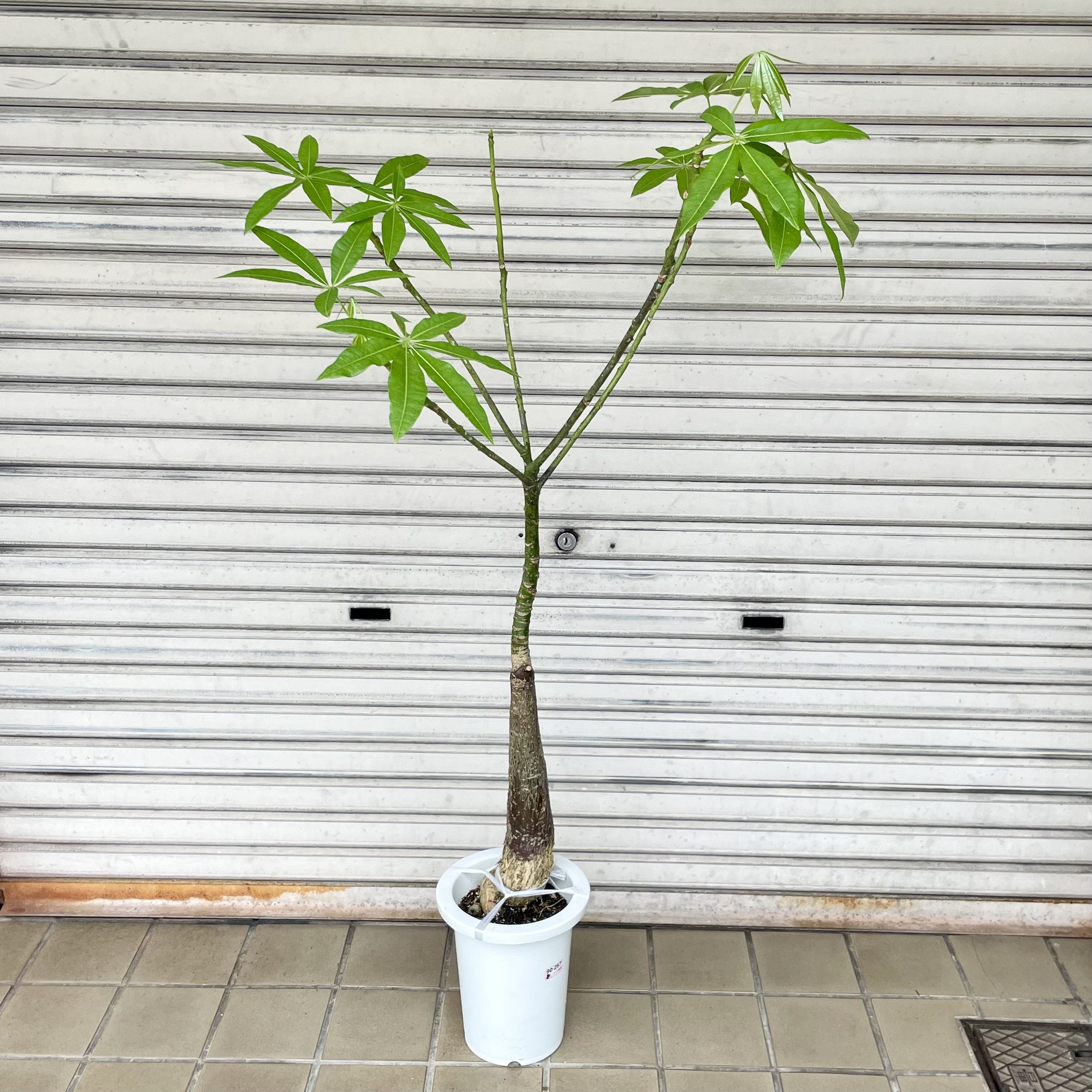 パラソル樹形 実生 パキラ その他インテリア雑貨 PLANTS SHOP