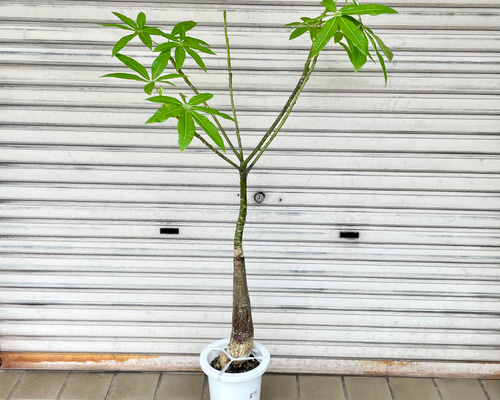 【幹のクセ強めが可愛い♥】パキラ パラソル 日本製 幹のクセ強めが可愛い♥】パキラ パキラ パキラ - パキラ