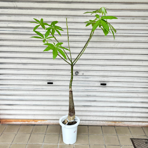 パラソル樹形 実生 パキラ その他インテリア雑貨 PLANTS SHOP
