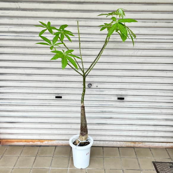 パラソル樹形 実生 パキラ その他インテリア雑貨 PLANTS SHOP