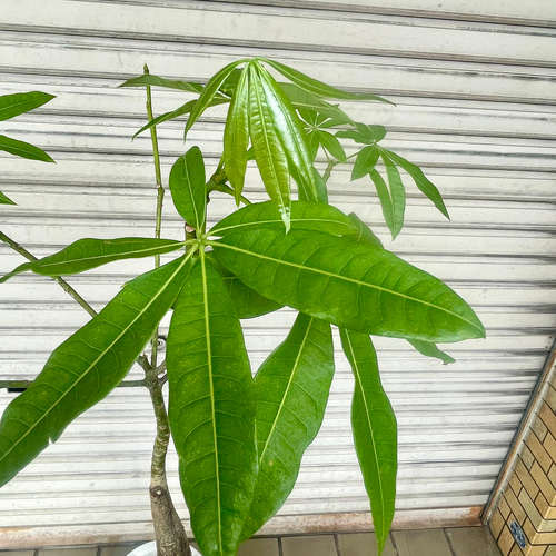 幹のクセ強めが可愛い♥】パキラ パキラ