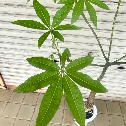 パラソル樹形 実生 パキラ その他インテリア雑貨 PLANTS SHOP