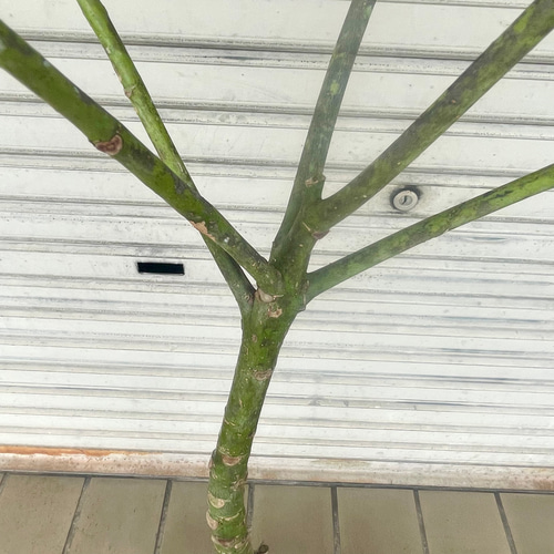再入荷 厳選株 実生 パキラ その他インテリア雑貨 PLANTS SHOP