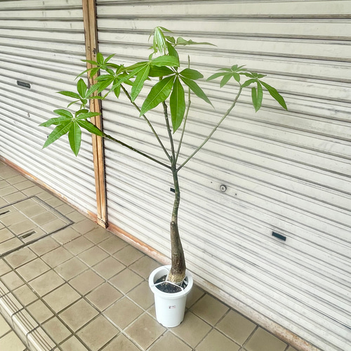 パラソル樹形 実生 パキラ その他インテリア雑貨 PLANTS SHOP