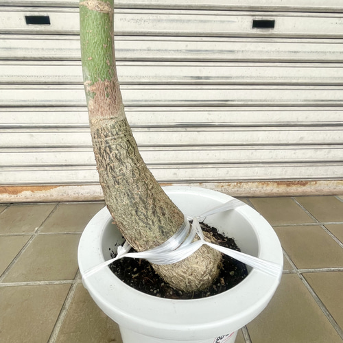 再入荷 大型サイズ 実生 パキラ その他インテリア雑貨 PLANTS SHOP
