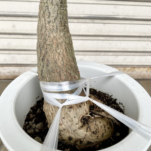 再入荷 大型サイズ 実生 パキラ その他インテリア雑貨 PLANTS SHOP