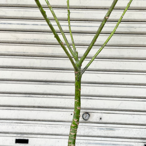 パキラ 実生苗 1本 高さ約15cm （観葉植物 パキラ ストレート 5