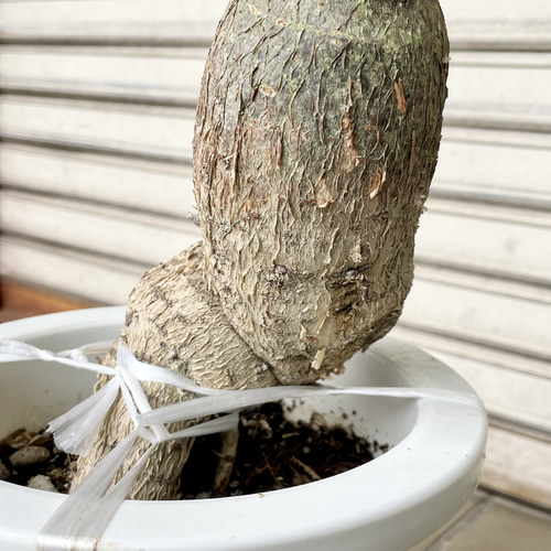 再入荷 大型サイズ 実生 パキラ その他インテリア雑貨 PLANTS SHOP