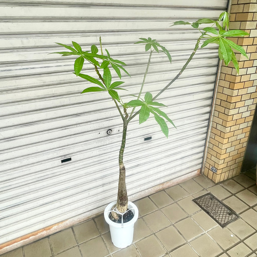 実生パキラ パラソル仕立て ４４｜ぷっくり幹が可愛い一株！ 実生パキラ パラソル仕立て 44｜ぷっくり幹が可愛い一株！ パキラ