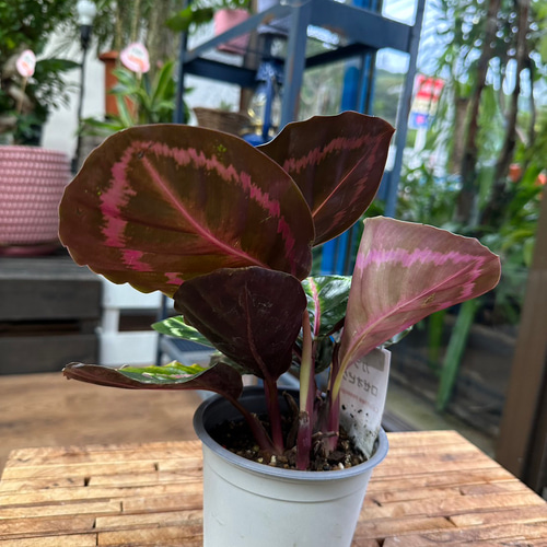 観葉植物】カラテア ロゼオピクタ 4号 10-1 送料無料 その他