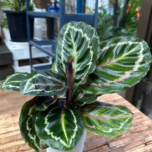 観葉植物】カラテア ロゼオピクタ 4号 10-1 送料無料 その他インテリア