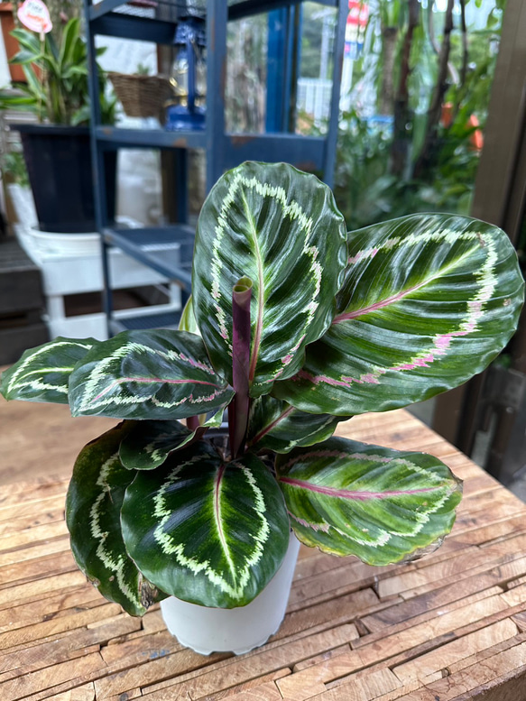 観葉植物】カラテア ロゼオピクタ 4号 10-1 送料無料 その他インテリア