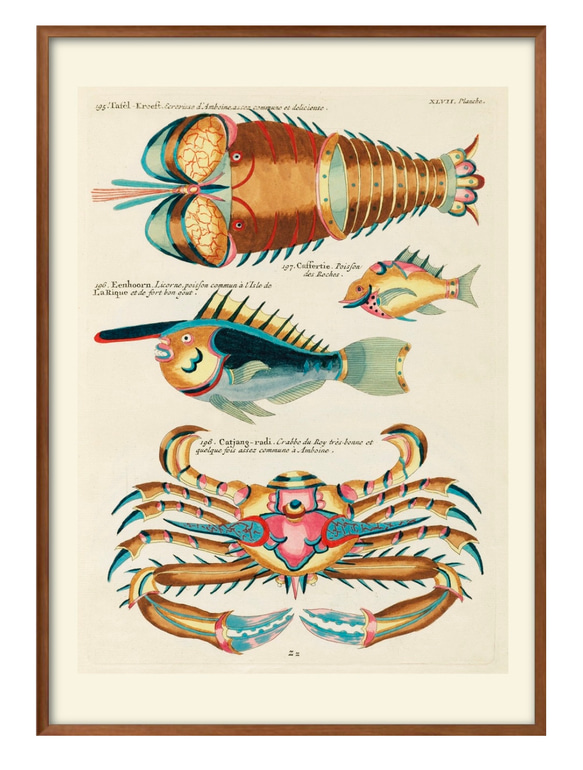 0100 ポスター 絵画 A3サイズ『海洋生物 図鑑 魚 ビンテージ