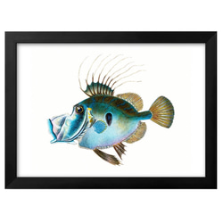0417　ポスター　絵画　A3サイズ『海洋生物　図鑑　魚　ビンテージ』アート　イラスト　デザイン　上級マット紙　北欧 1枚目の画像