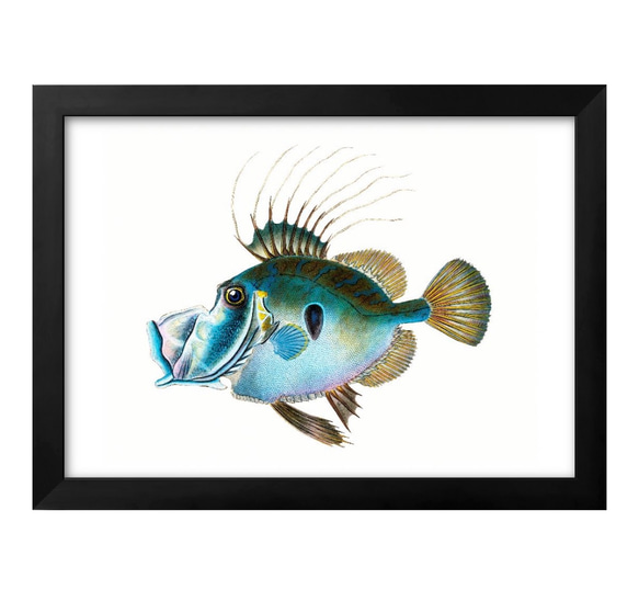 0417　ポスター　絵画　A3サイズ『海洋生物　図鑑　魚　ビンテージ』アート　イラスト　デザイン　上級マット紙　北欧 1枚目の画像